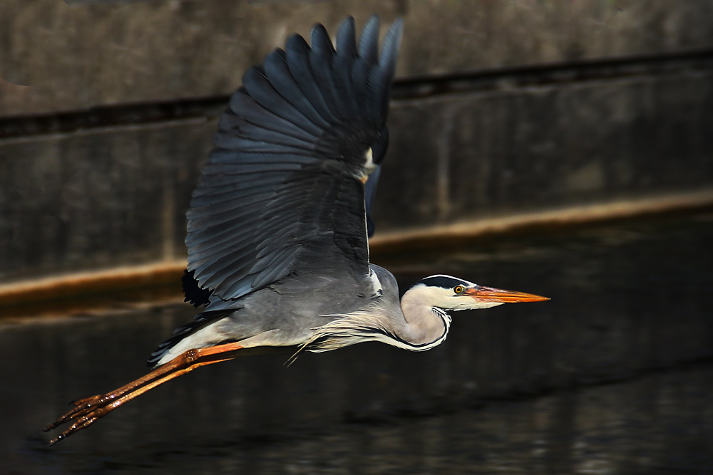 Graureiher im Flug erwischt