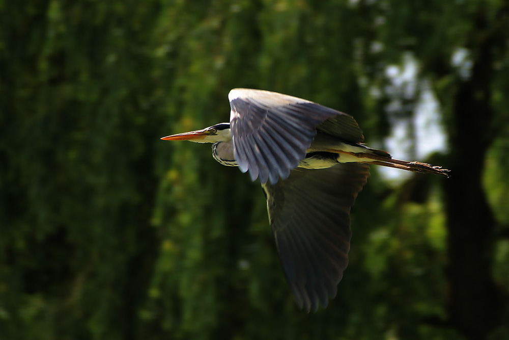 Graureiher im Flug erwischt...