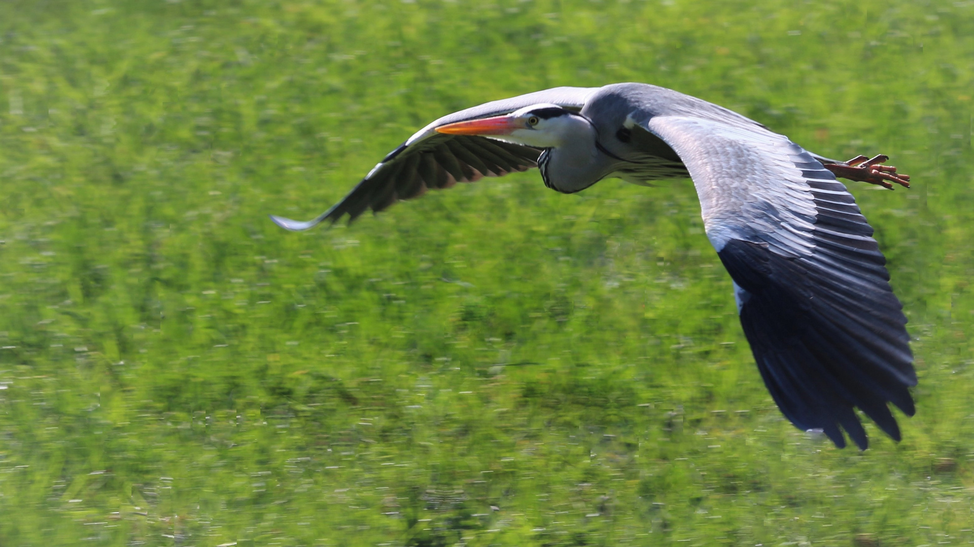 Graureiher im Flug