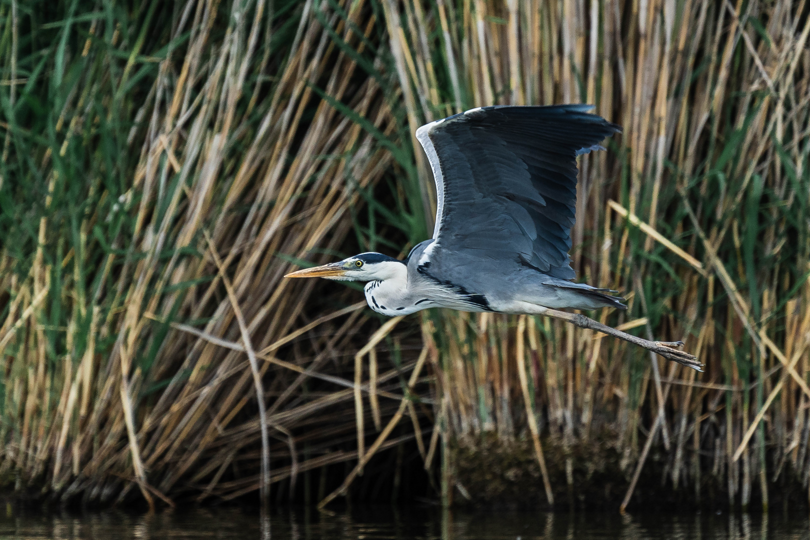 Graureiher im Flug