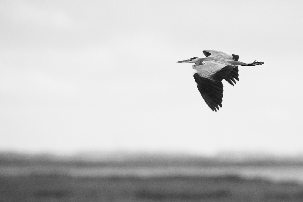 Graureiher im Flug