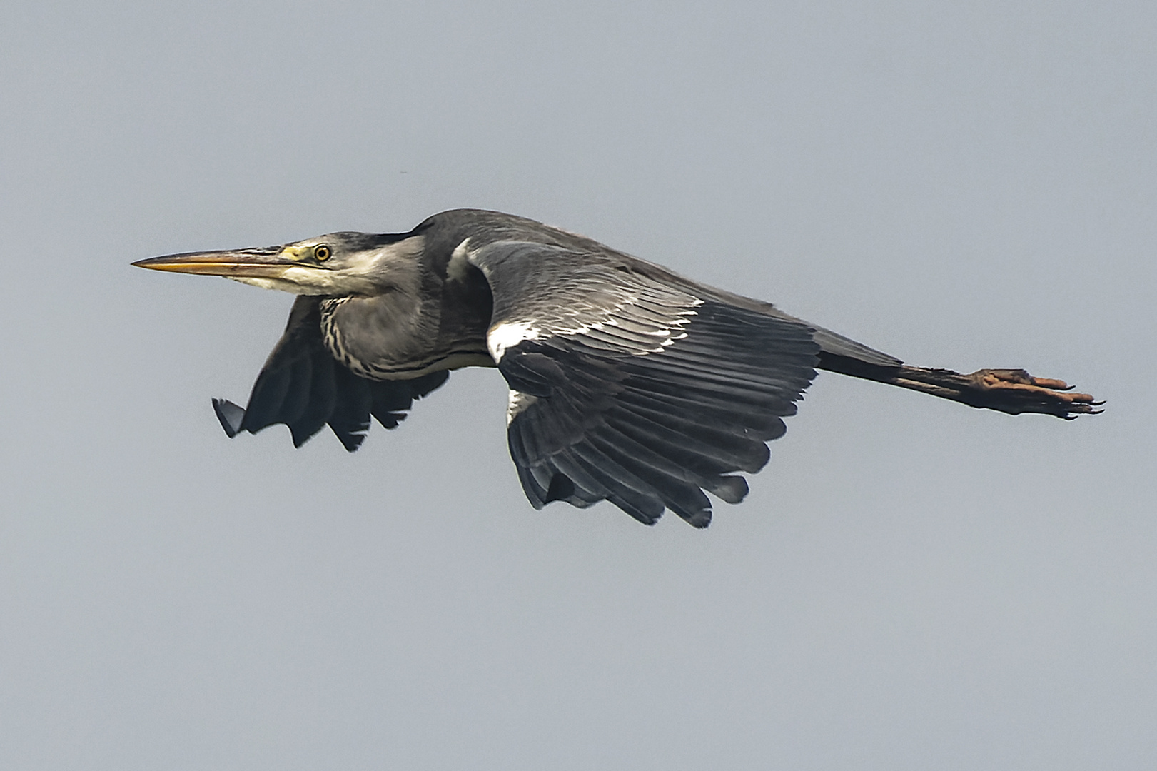  Graureiher im Flug