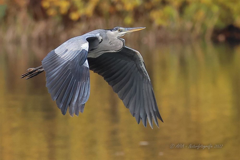 Graureiher im Flug - ganz nah...!