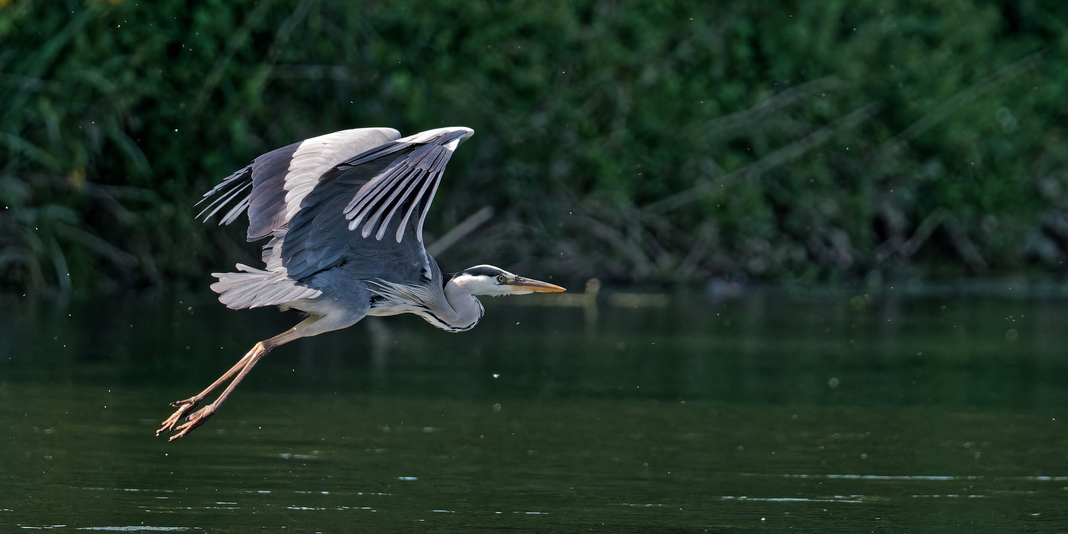 Graureiher im Flug II