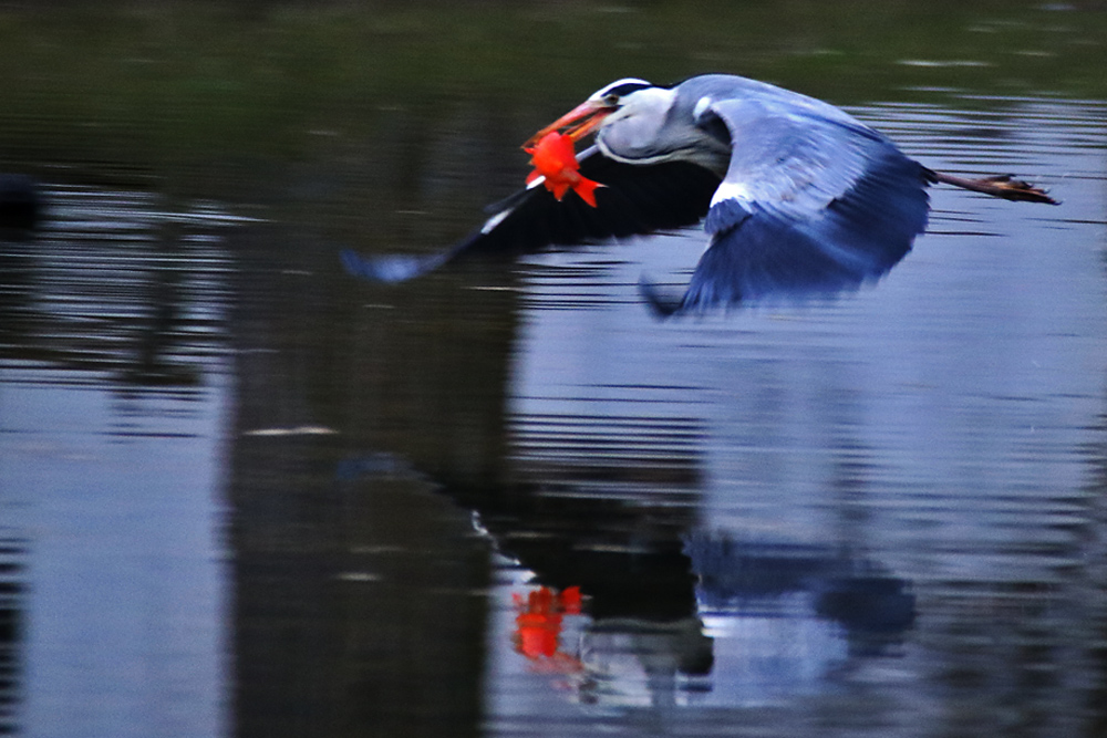 Graureiher im Flug mit Fischbeute