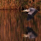 Graureiher im Flug mit Spiegelung