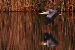 Graureiher im Flug mit Spiegelung