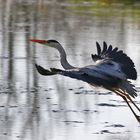 Graureiher im Flug über das Wasser