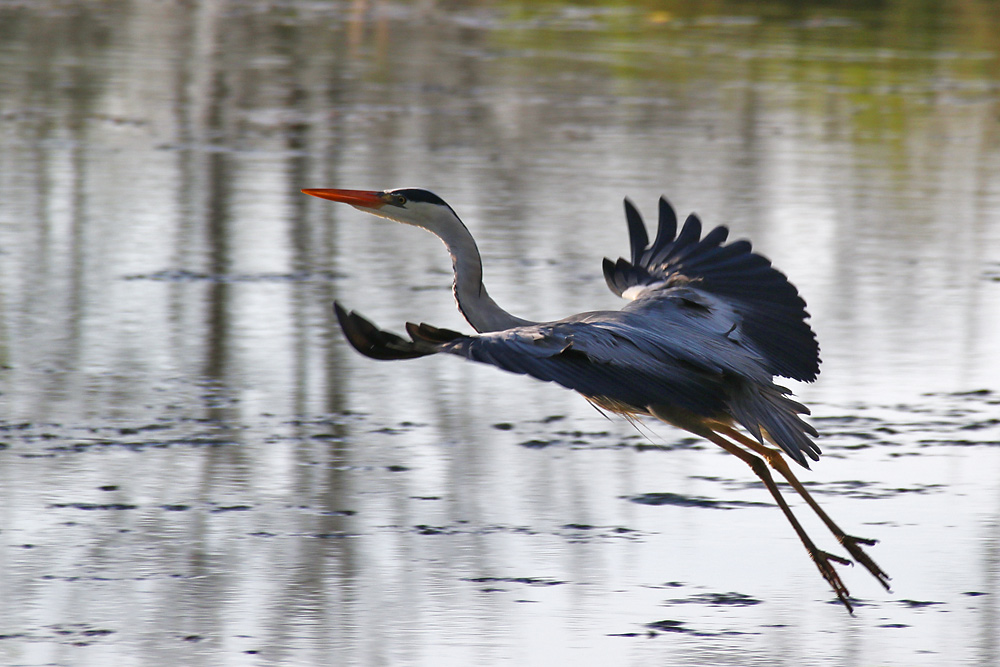 Graureiher im Flug über das Wasser