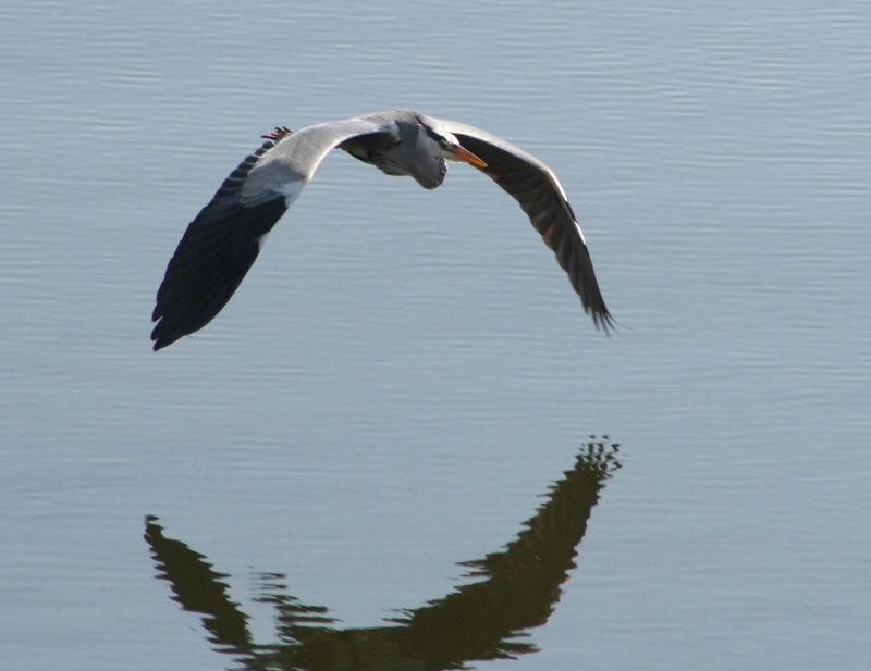 Graureiher im Flug über das Wasser