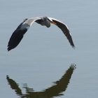 Graureiher im Flug über das Wasser