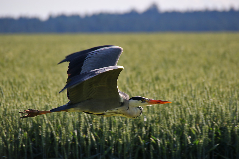 Graureiher im Flug über dem Getreidefeld