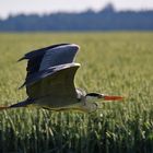 Graureiher im Flug über dem Getreidefeld