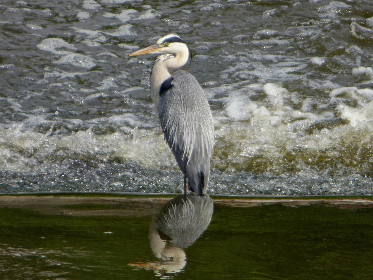 Graureiher im Fluss