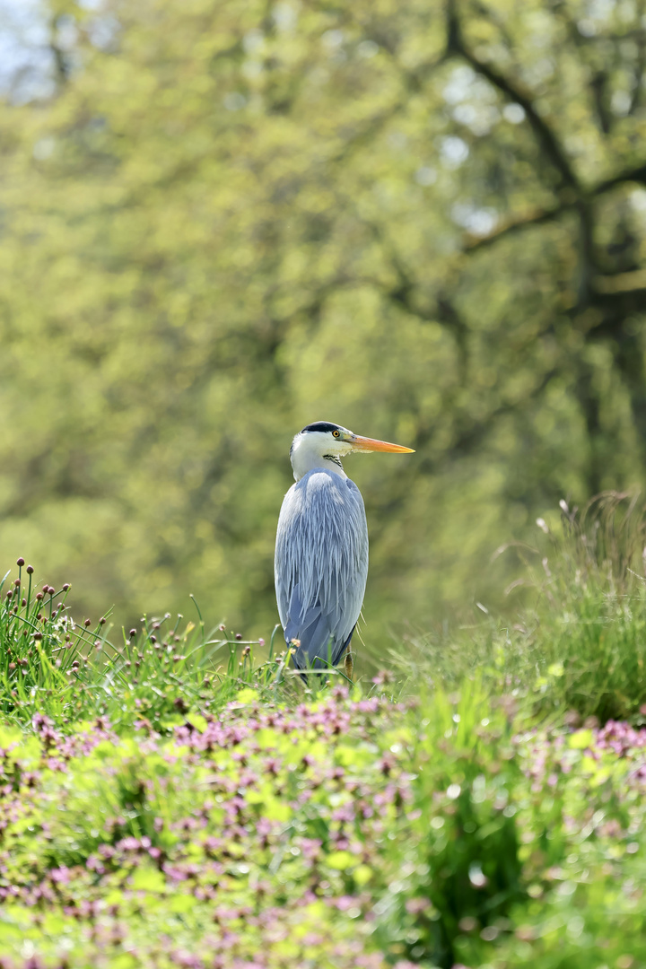 Graureiher im Frühling 