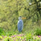 Graureiher im Frühling 