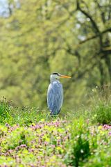 Graureiher im Frühling 