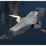 Graureiher im Gleitflug