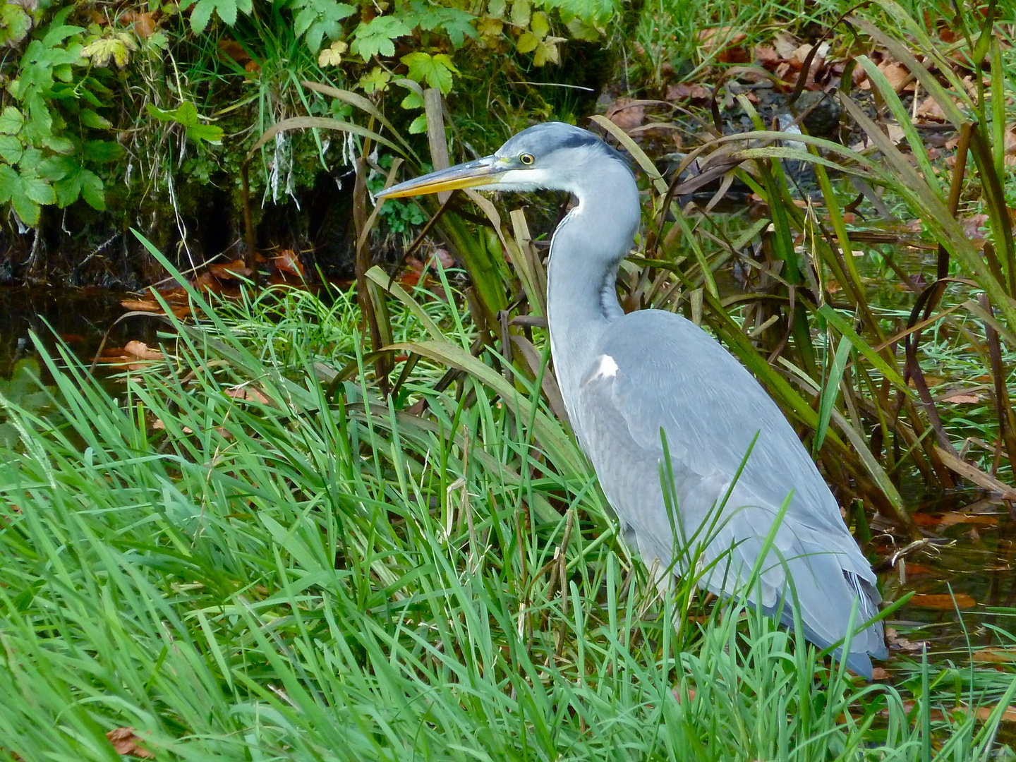 Graureiher im Gras