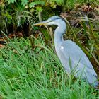 Graureiher im Gras