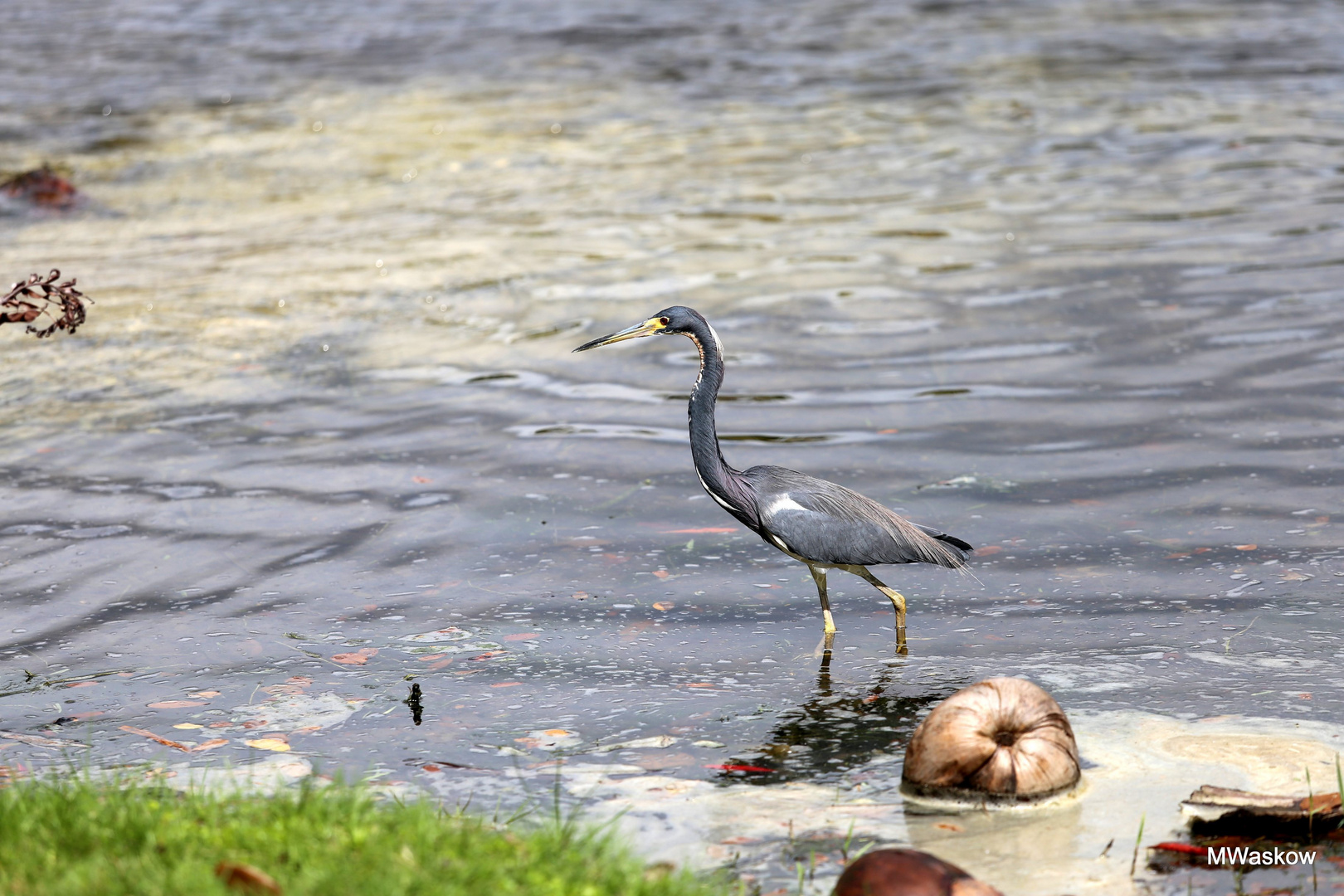 Graureiher im heimischen Florida