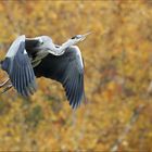 Graureiher im Herbst