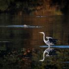 Graureiher im Herbst