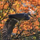 Graureiher im Herbstbaum