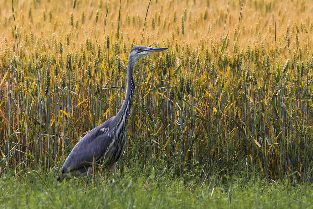 Graureiher im Kornfeld