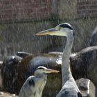 Graureiher im künstlichen Regen