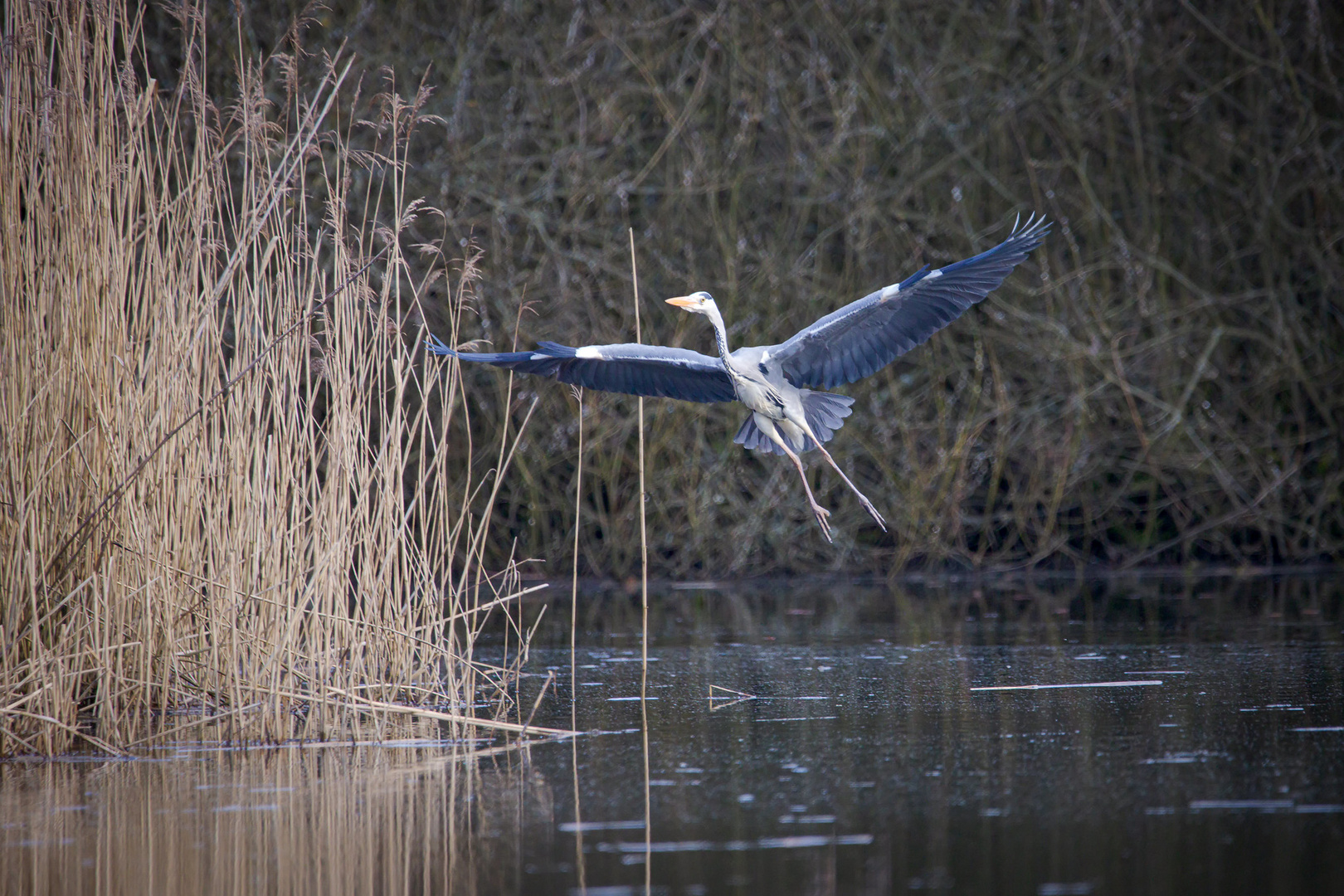 Graureiher im Landeanflug 