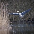 Graureiher im Landeanflug 