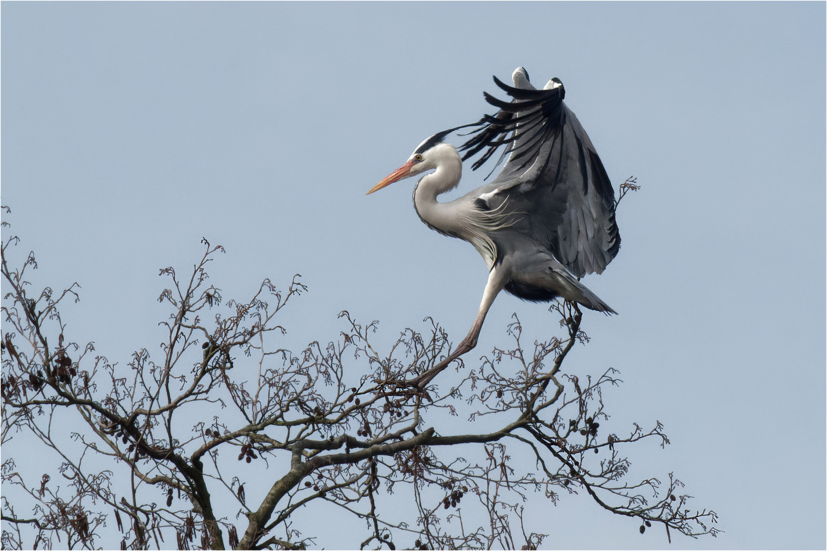 Graureiher im Landeanflug  .....