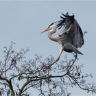 Graureiher im Landeanflug  .....