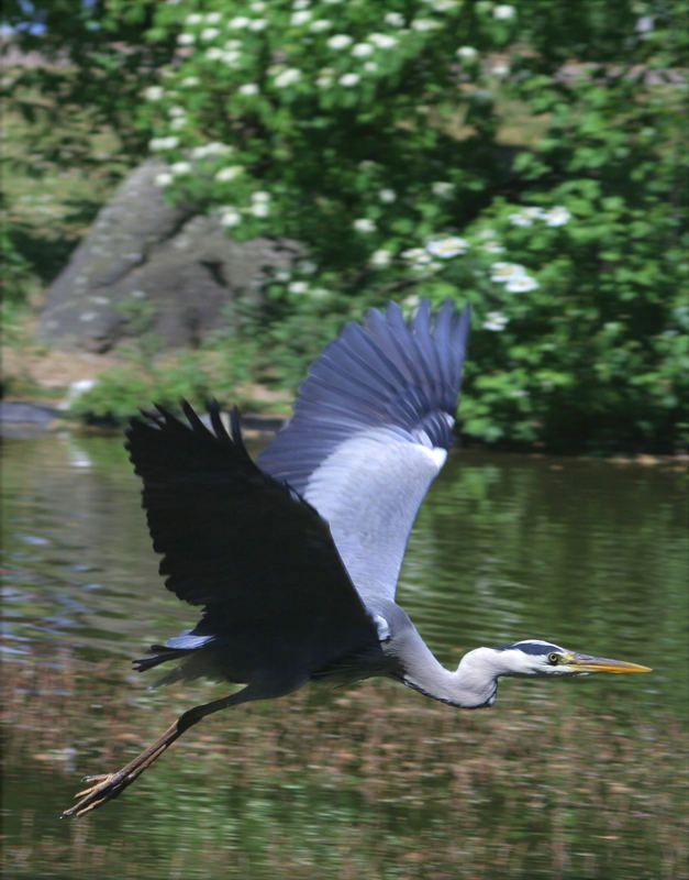 Graureiher im Landeanflug