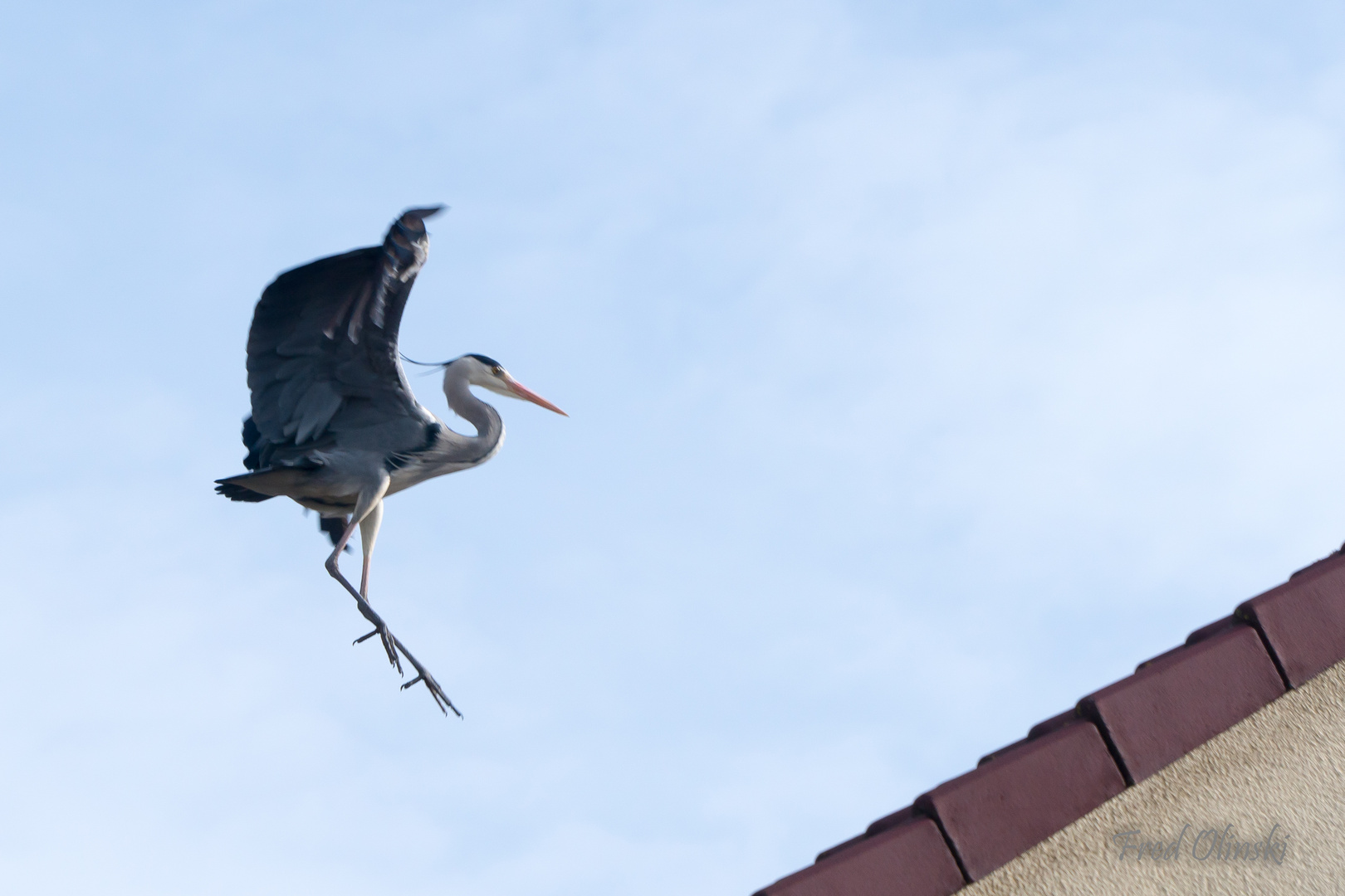 Graureiher im Landeanflug