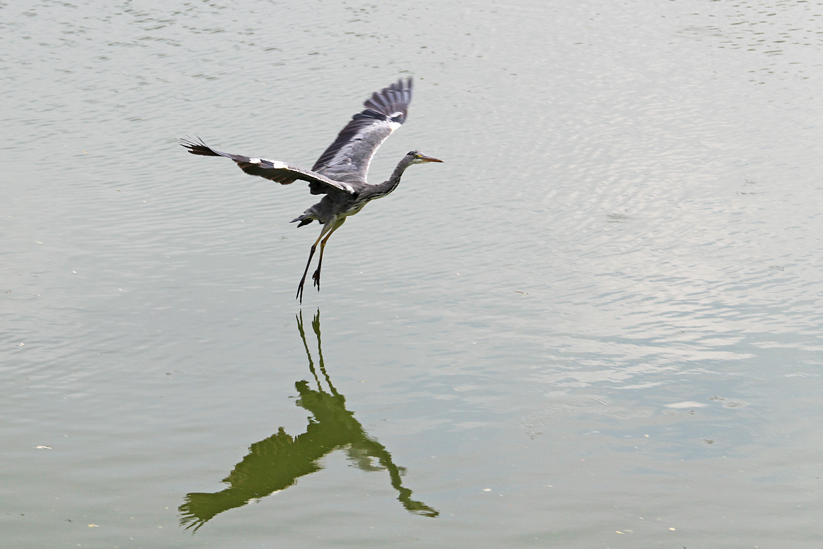 Graureiher im Landeanflug