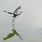 Graureiher im Landeanflug