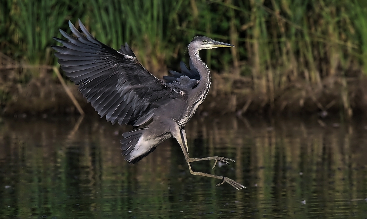 Graureiher im Landeanflug 