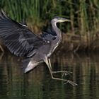 Graureiher im Landeanflug 