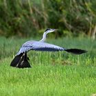 Graureiher im Landeanflug