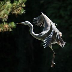 Graureiher im Landeanflug