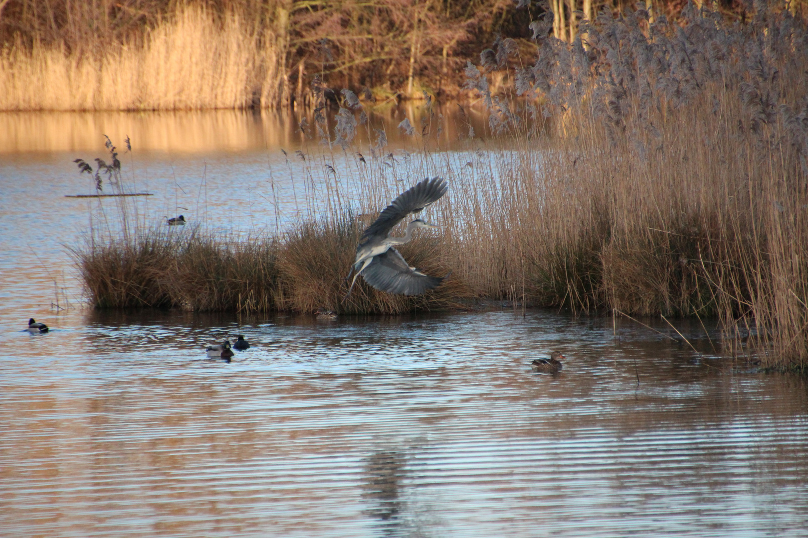 Graureiher im Landeanflug