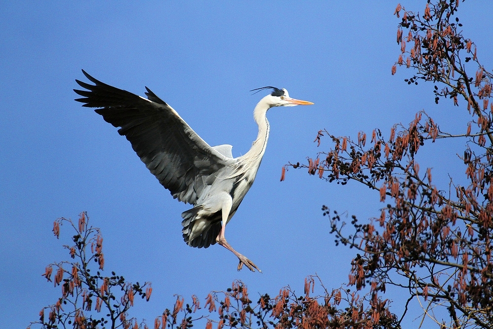 Graureiher im Landeanflug