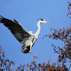 Graureiher im Landeanflug