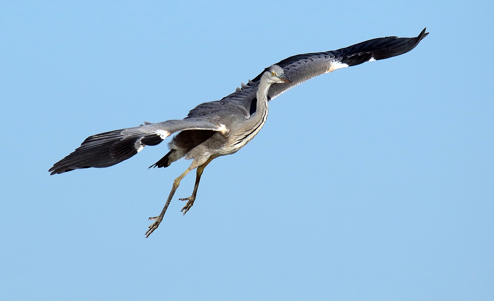 Graureiher im Landeanflug 