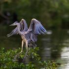 Graureiher im Landeanflug II