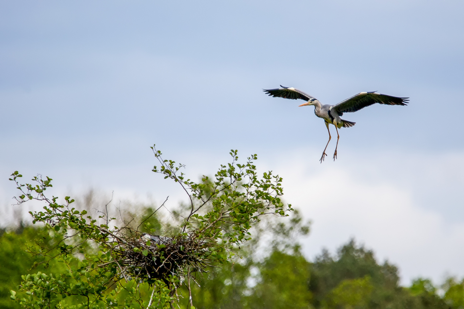 Graureiher im Landeanflug Nest