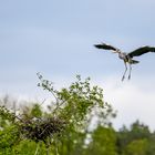 Graureiher im Landeanflug Nest