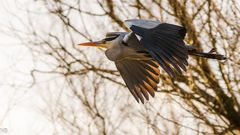 "Graureiher im Lichtschein der Wintersonne 2023"